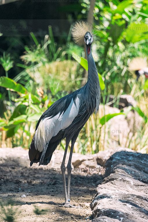 Aves en el Zoolóogico