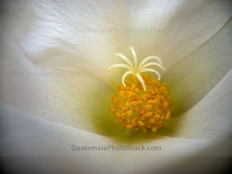 Flor