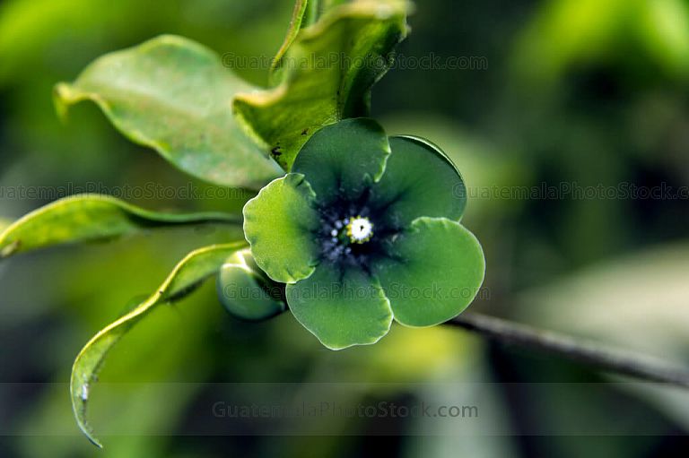 Flores Goj Chen