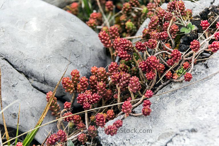 Plantas silvestres