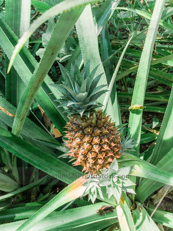 Piña