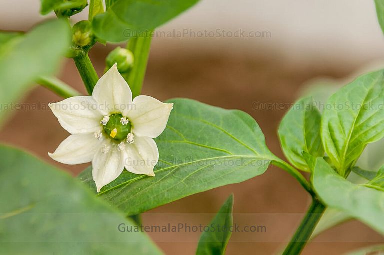 Flor de chile pimiento