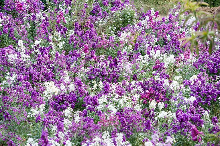 Flores en cerro quemado, Quetzaltenango
