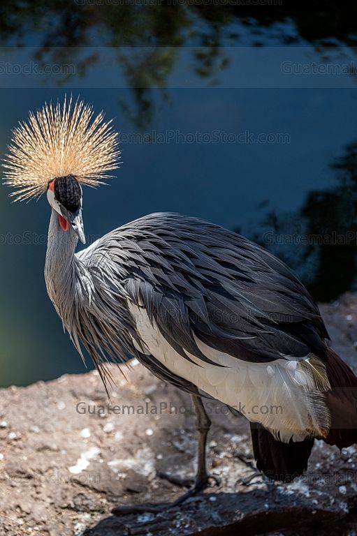 Grulla coronada