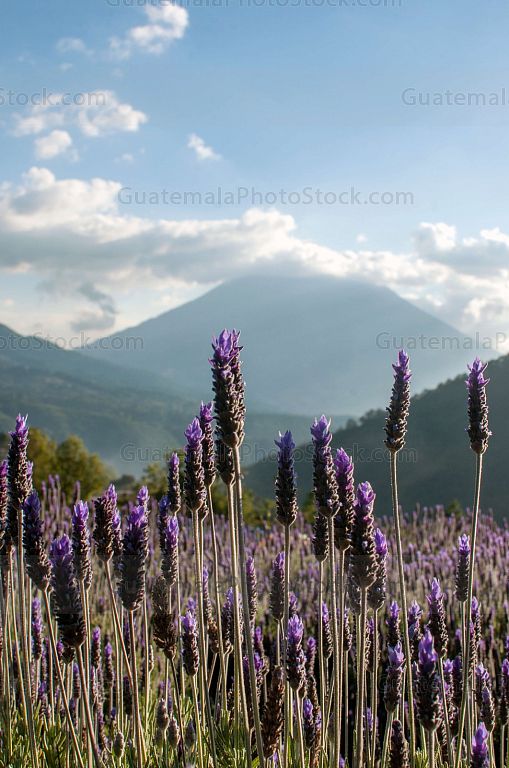 Campo de Lavanda, San Mateo Milpas Altas