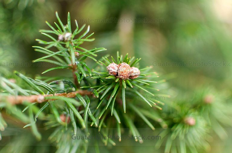 Pinabete