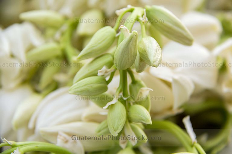 Flor de Izote