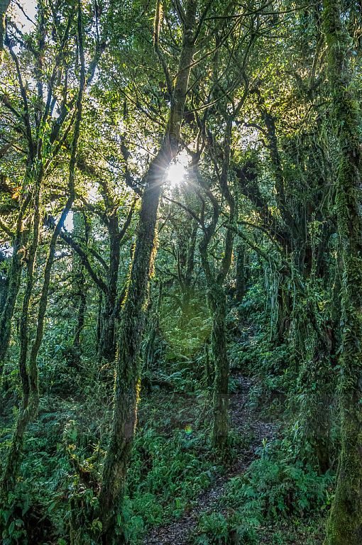 Bosque nuboso en el Volcán Suchitán