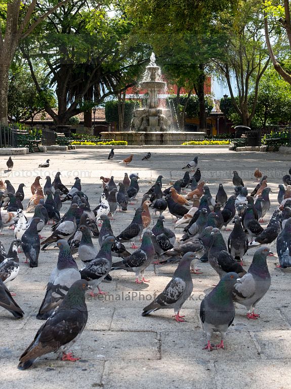 Palomas de la plaza central de Antigua Guatemala