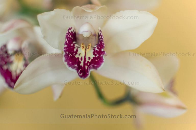 Orquidea