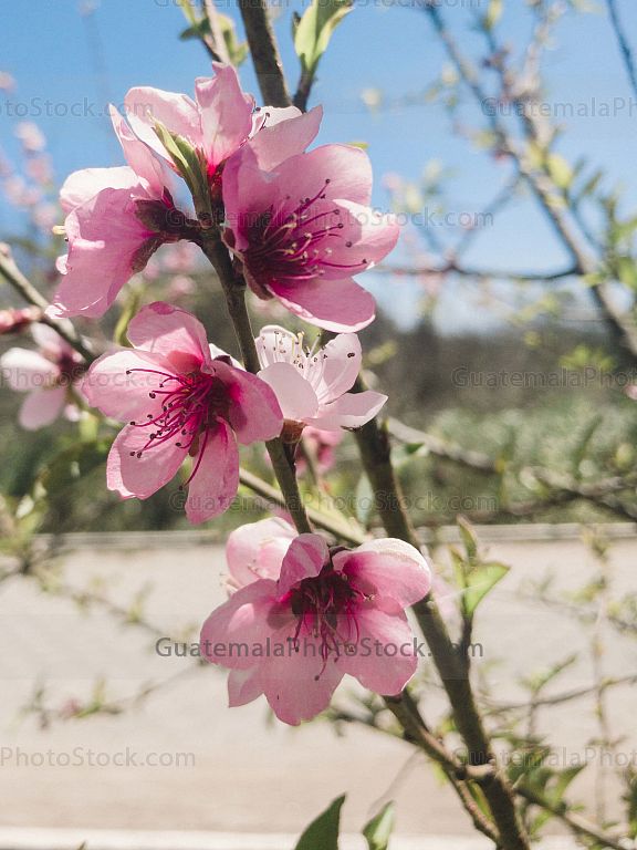 Flor de durazno