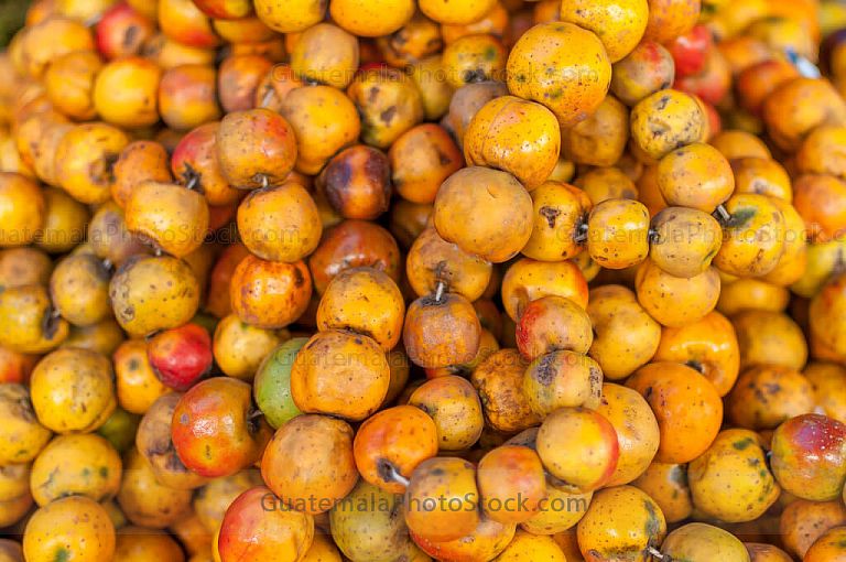 Manzanilla