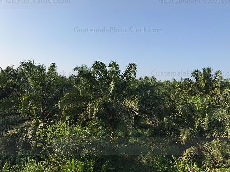 Plantación de Palma Africana