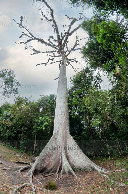 Ceiba pentandrá
