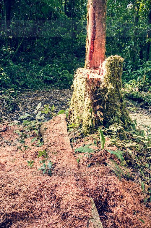 Corte de árboles en el sendero hacia Laguna Maxbal