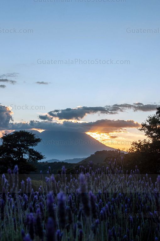 Campo de Lavanda, San Mateo Milpas Altas