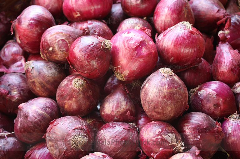 Cosecha de cebolla morada