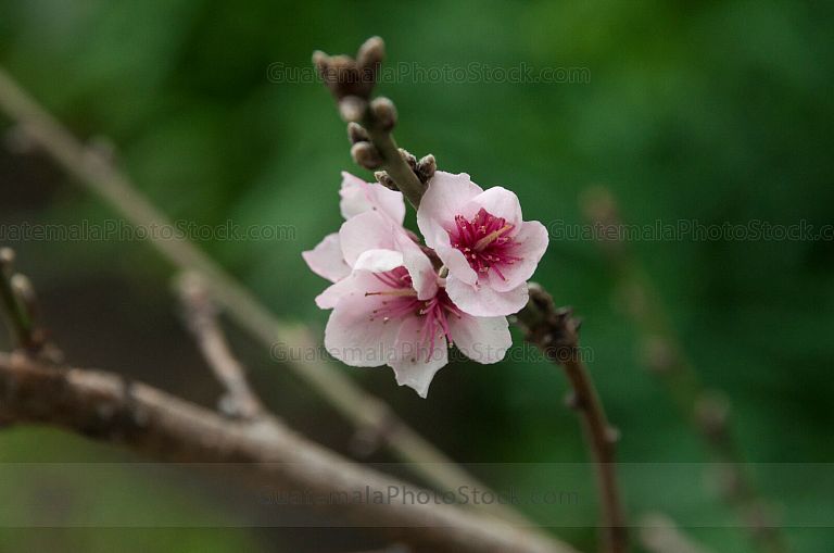 Flor de durazno, Prunus persica
