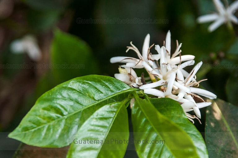 Flor del cafeto