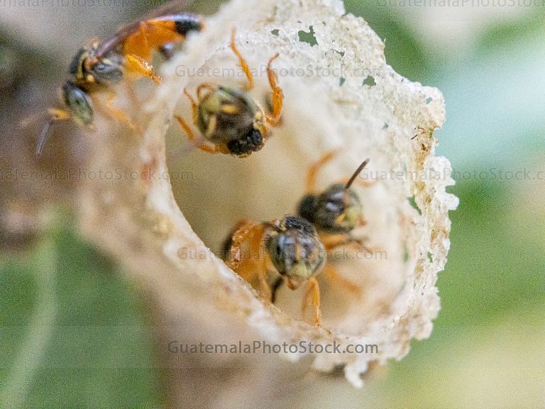 Macro de insectos
