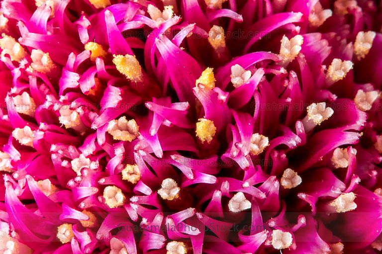 Centro de Gerbera