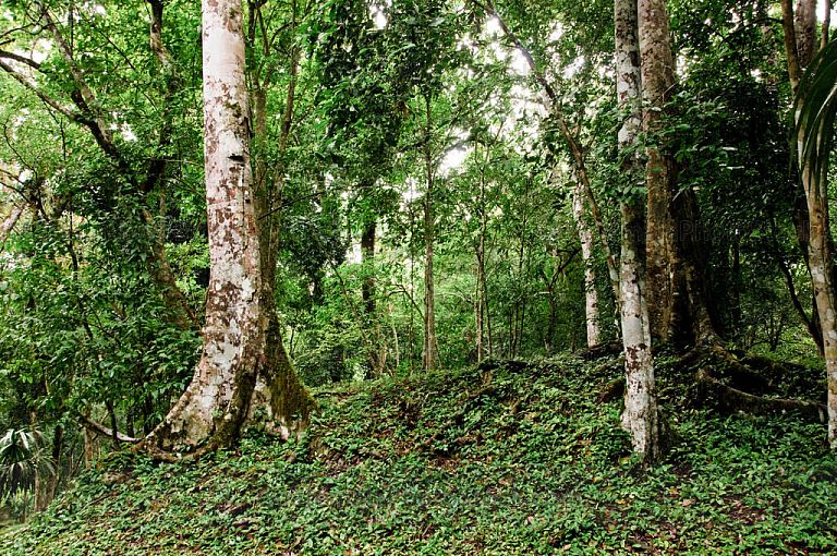Vegetación tropical en Yaxhá
