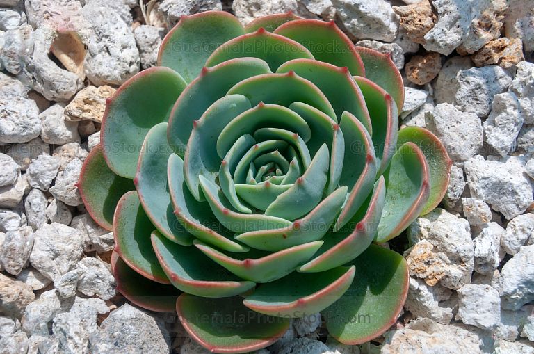 Suculenta