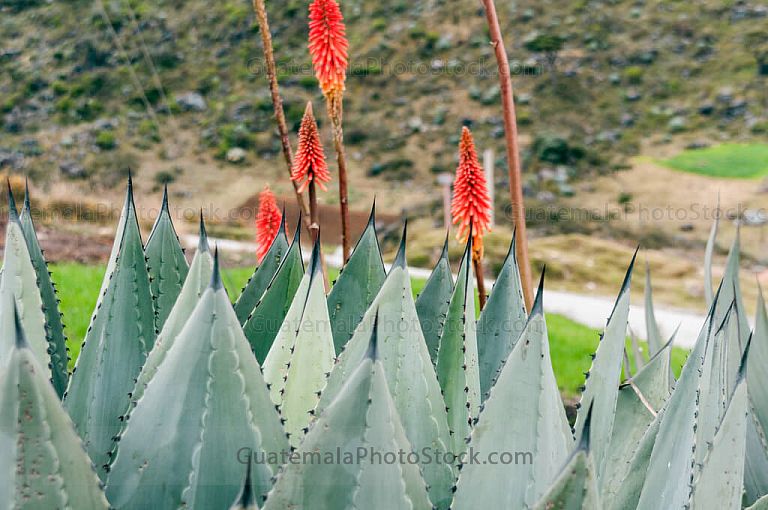 Plantas de la cumbre de los cuchumatanes