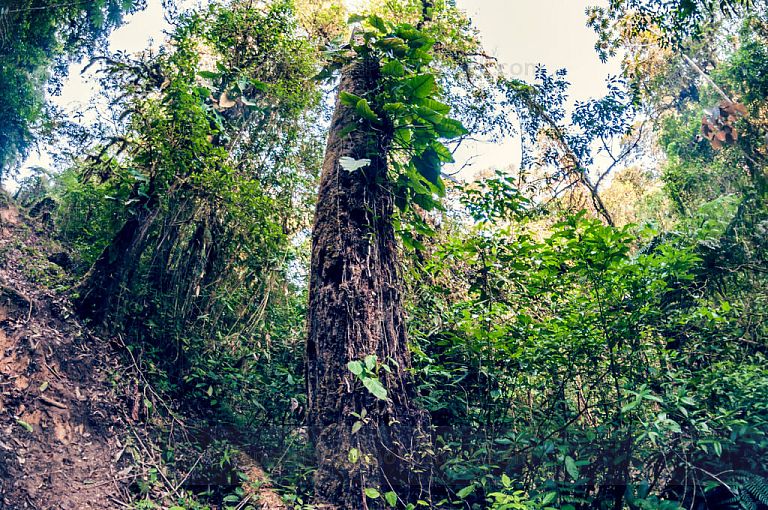 Sendero a laguna Maxbal