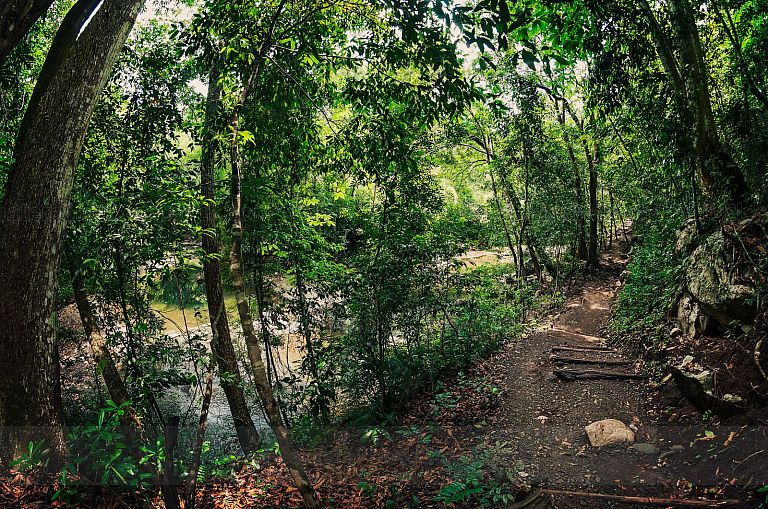 Sendero Finca El Paraíso, Izabal