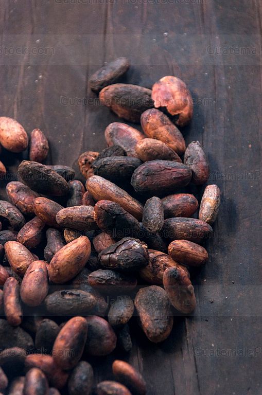 Granos de cacao tostados