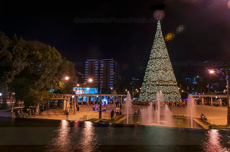 Arbol Gallo en Plaza Obelisco