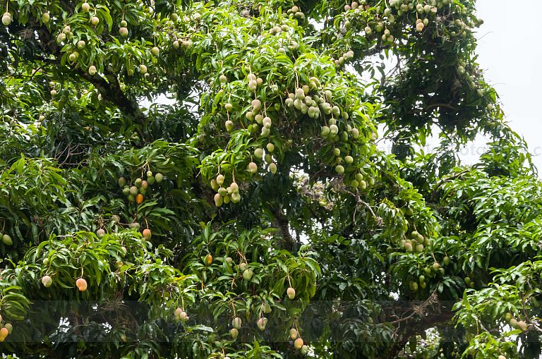 Árbol de Mangos
