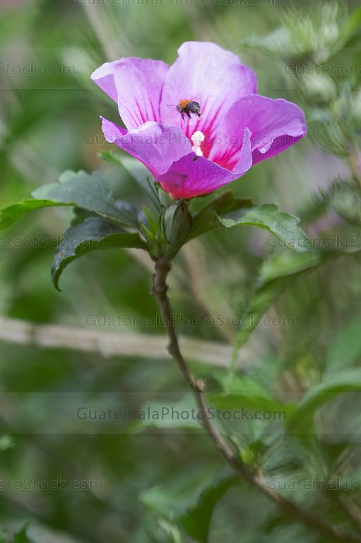 Abeja en clavel