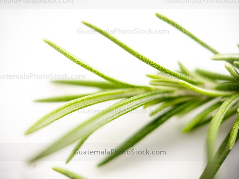 Macro Naturaleza
