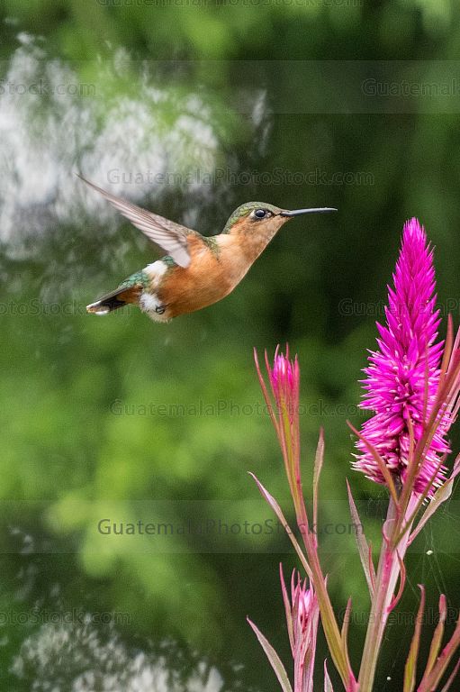 Colibri