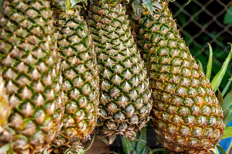 Piñas