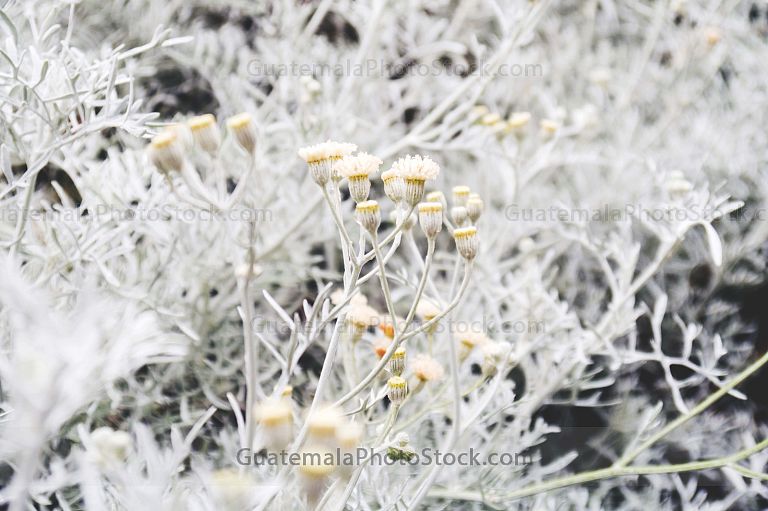 Senecio cineraria