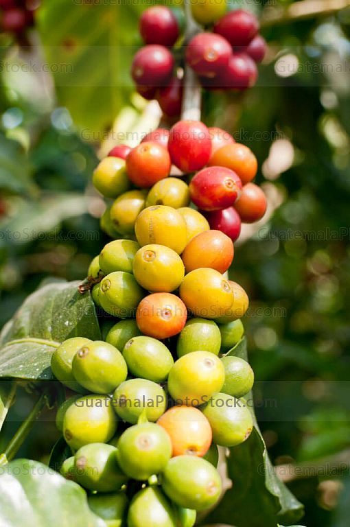 Rama de cafeto