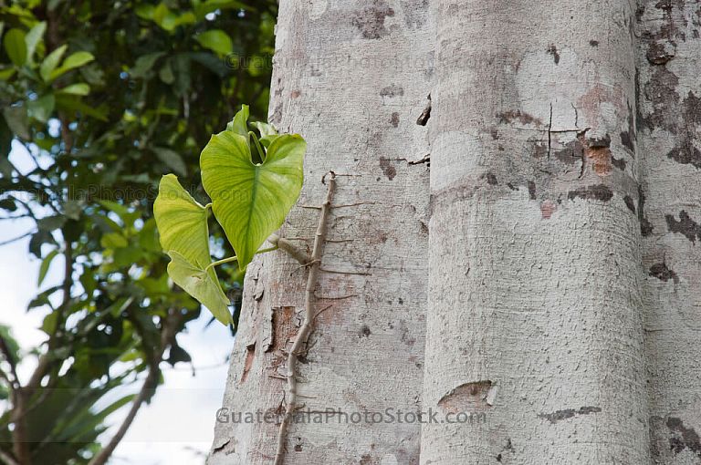 Naturaleza en Yaxhá