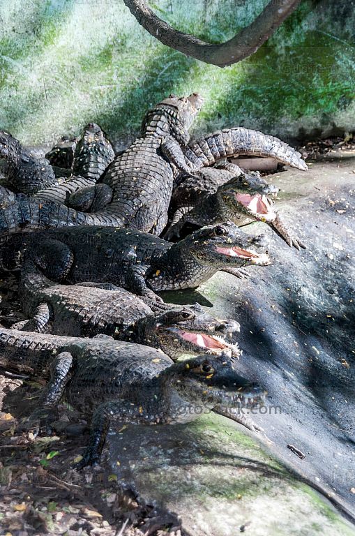Caimanes