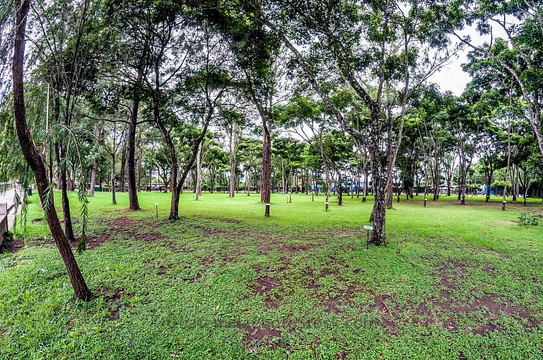 Bosque sonoro