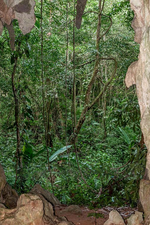 Selva tropical desde el interior de una cueva