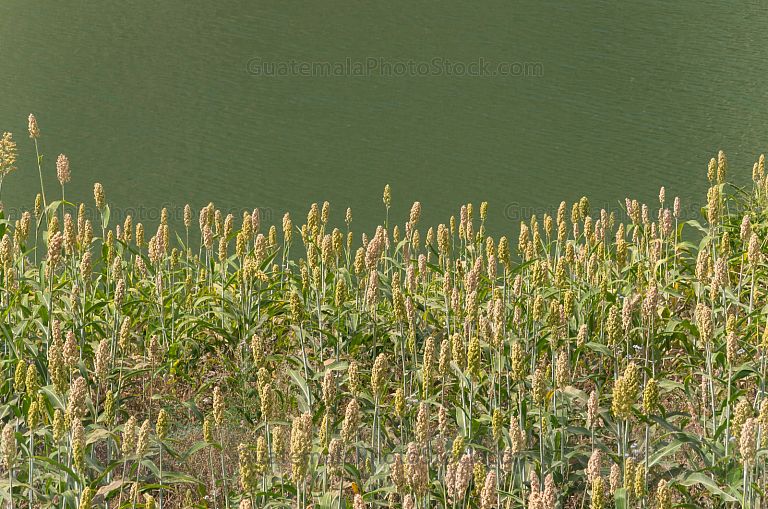 Planta de Maicillo o Sorgo