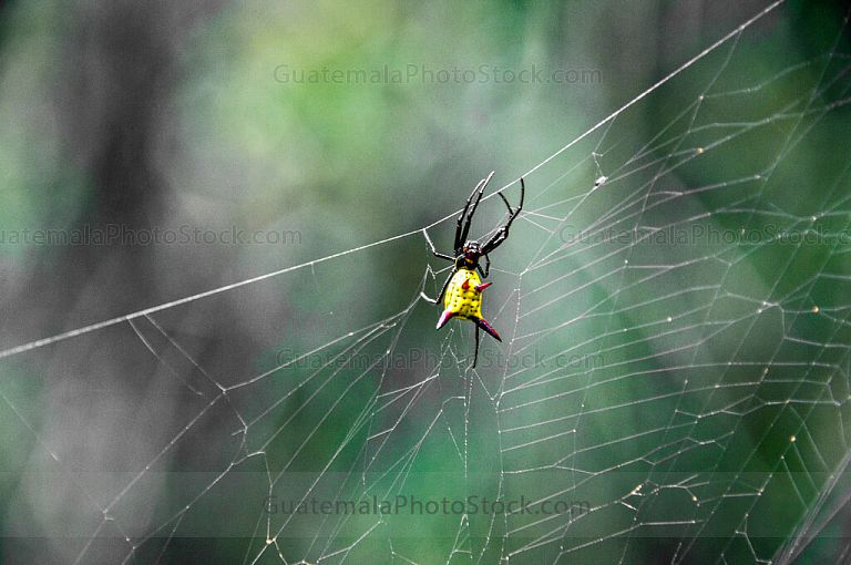 Araña