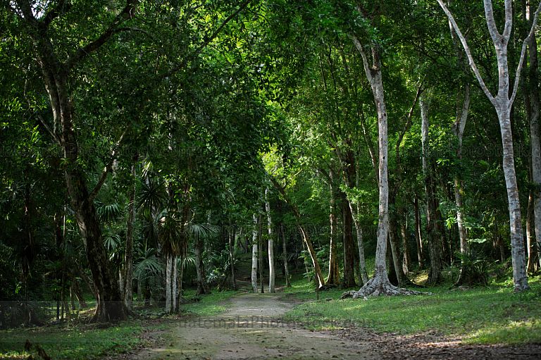 Calzada en el Sitio Arqueológico Yaxhá