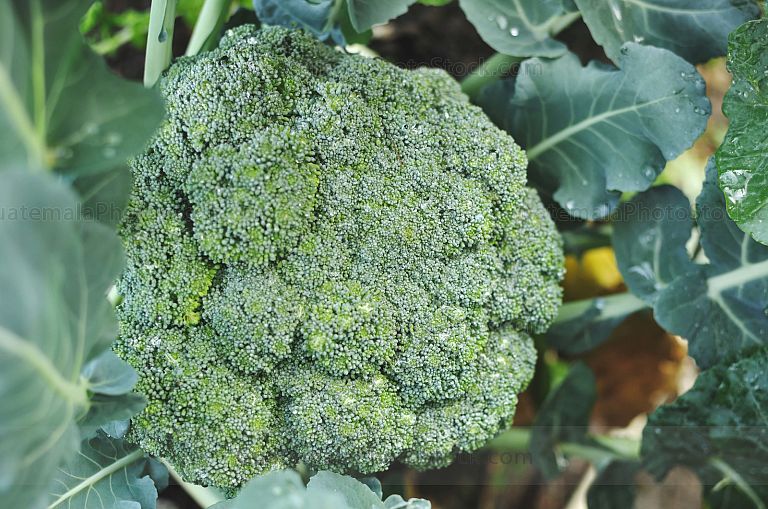 Brocoli