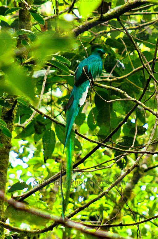 Quetzal