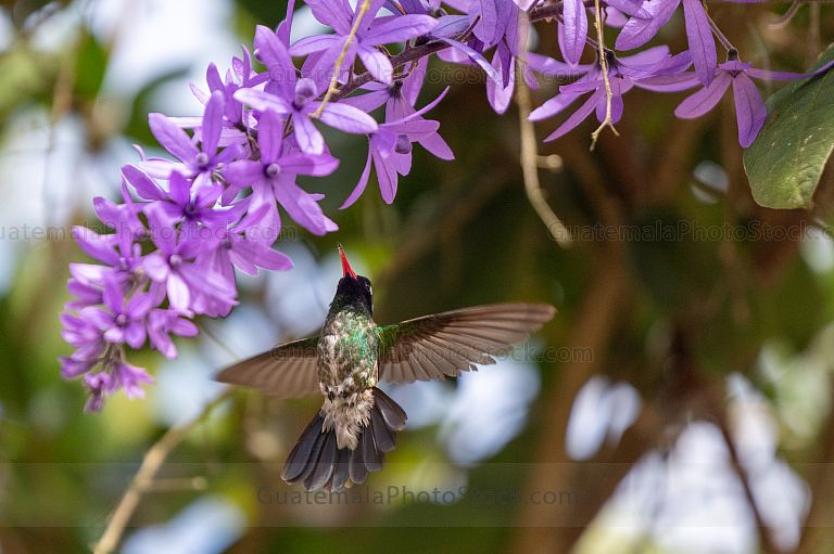 Colibrí