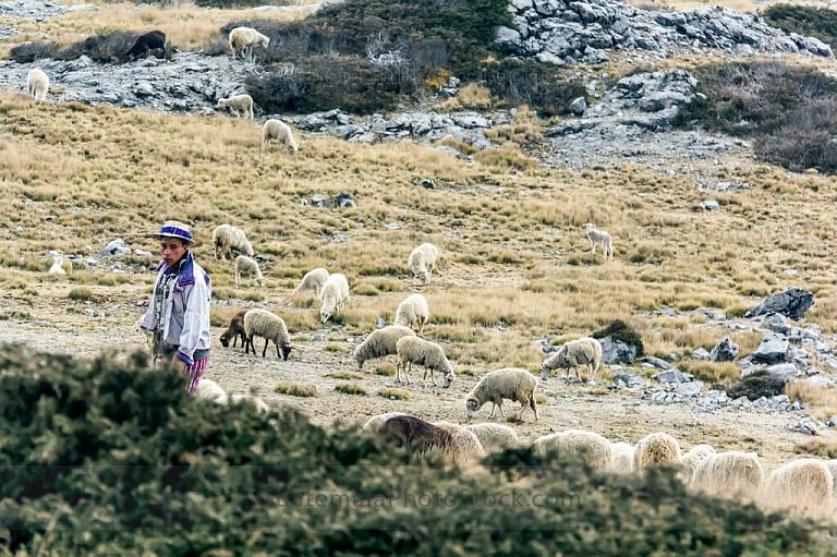 Rebaños en la Sierra de los Cuchumatanes